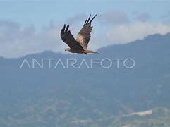 Anak Burung Elang Coklat